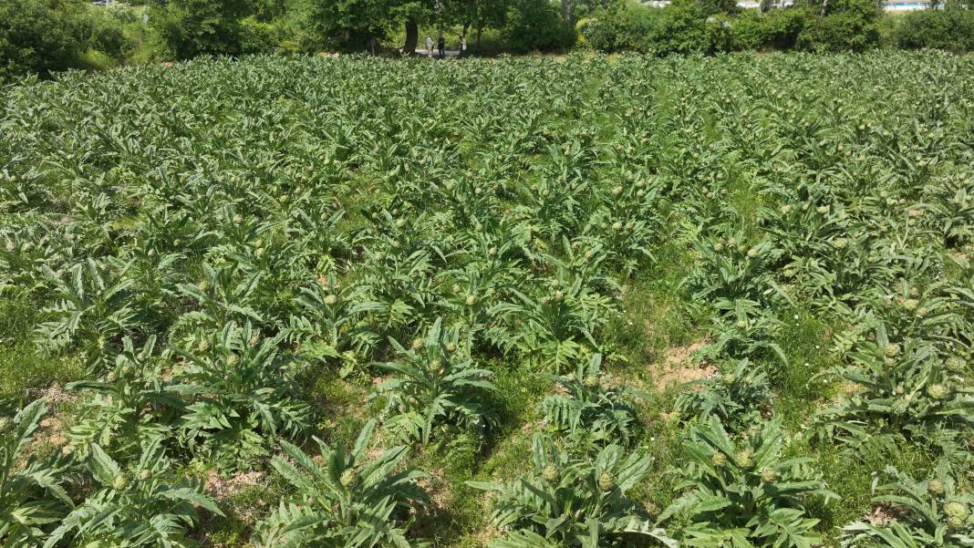 Şubatta sıraya girenler göbeğini 70 liradan alıyor 2